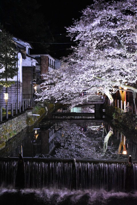 城崎温泉の風景_木屋町通りのライトアップ_夜桜