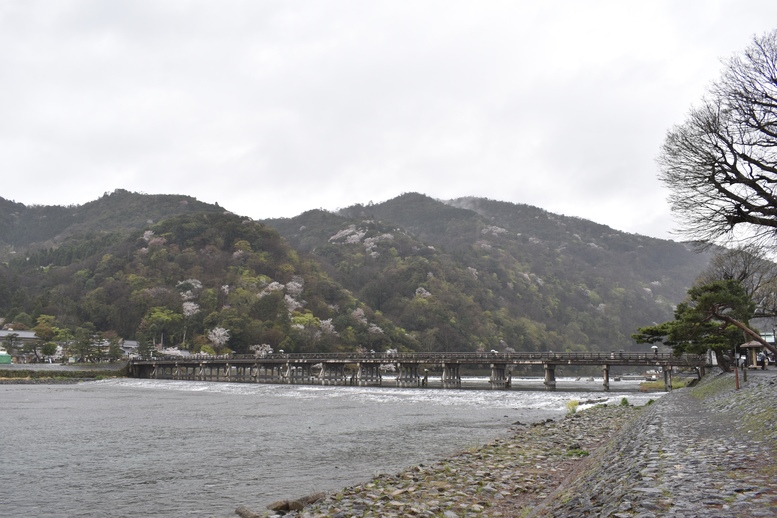 春の京都の見どころ_嵐山の桜_渡月橋