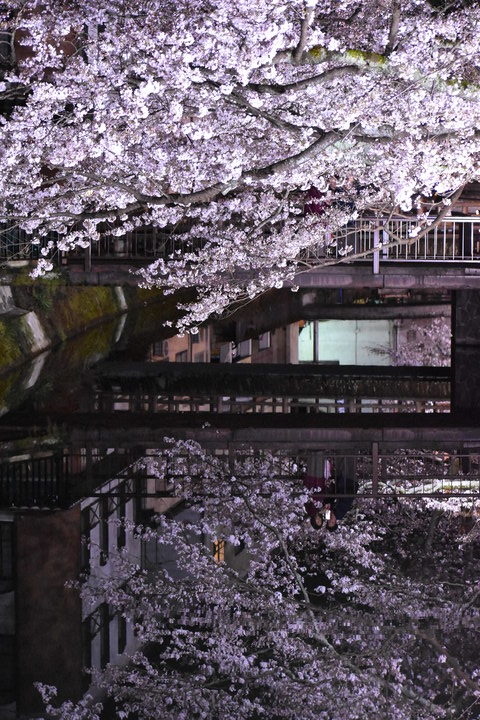 城崎温泉の風景_木屋町通りのライトアップ_夜桜_鏡写