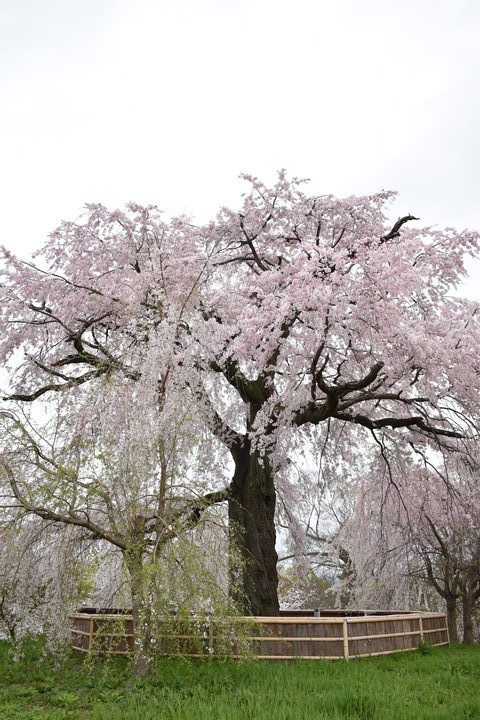 春の京都の名所観光_円山公園の桜_祇園の夜桜