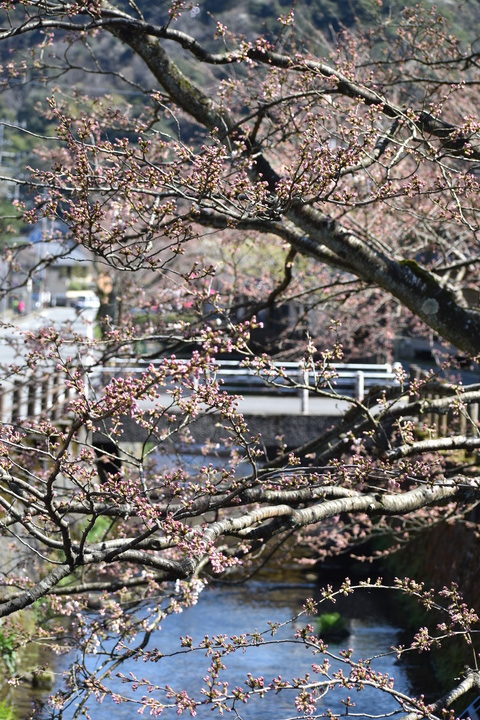 春の城崎温泉_観光地風景_桜の蕾と並木