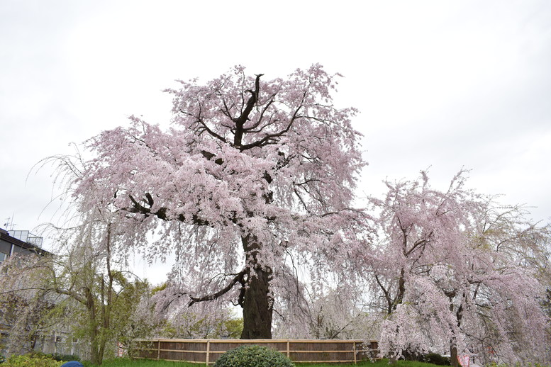 春の京都の名所観光_円山公園の桜_祇園の夜桜