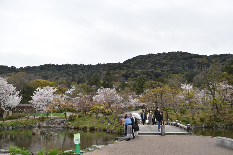 春の京都の名所観光_円山公園の桜