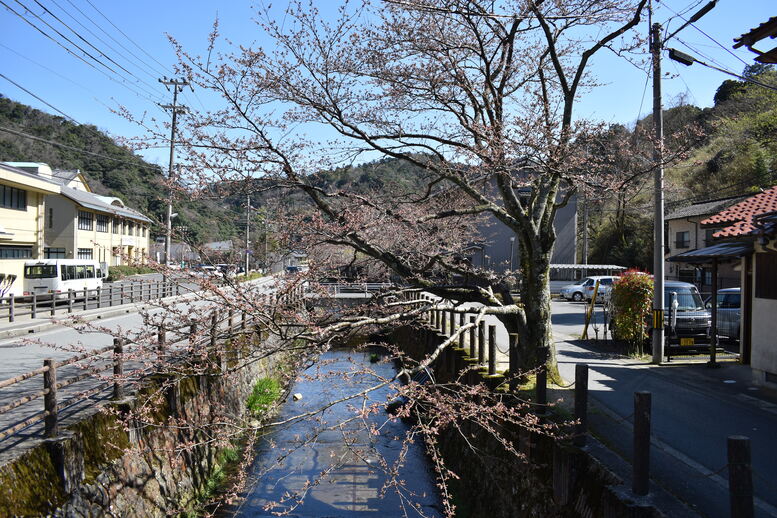 春の城崎温泉_観光地風景_桜の蕾と並木