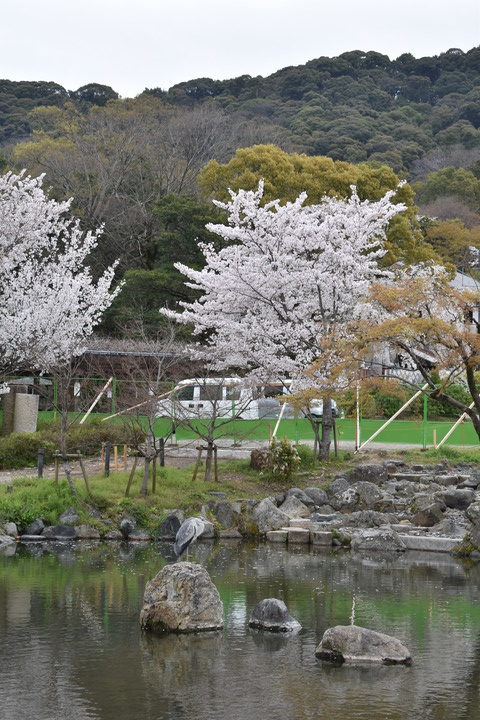 春の京都の名所観光_円山公園の桜