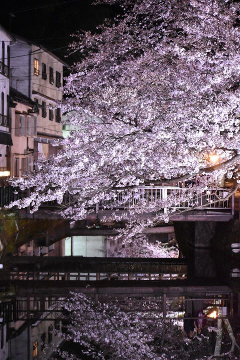 城崎温泉の風景_木屋町通りのライトアップ_夜桜_鏡写