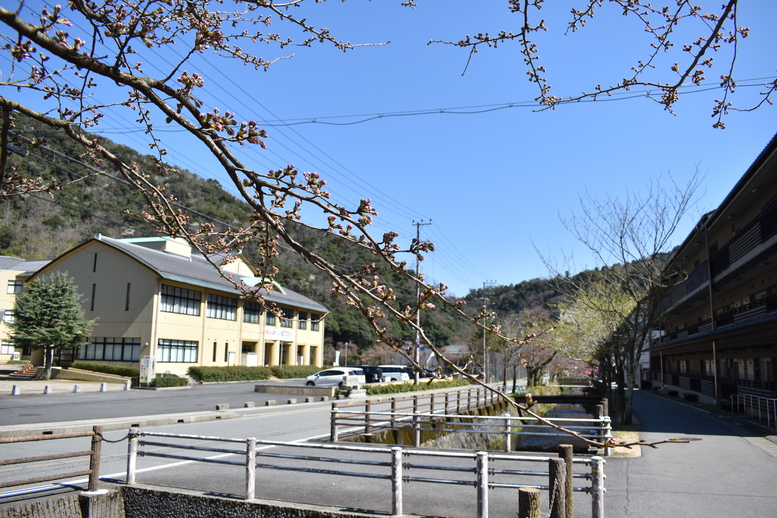 春の城崎温泉_観光地風景_桜の蕾と学校