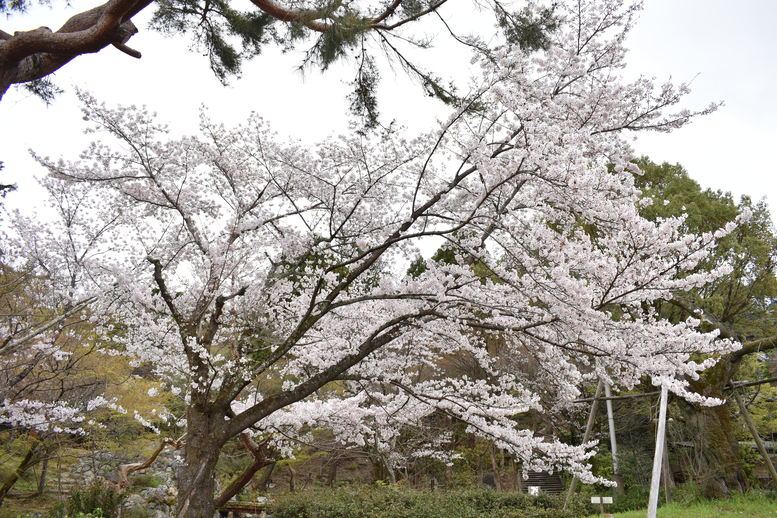 春の京都の名所観光_円山公園の桜