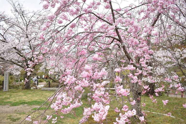 春の京都の名所観光_円山公園の桜