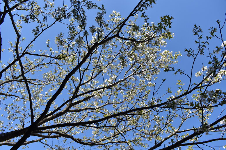 春の城崎温泉_観光地風景_桜の蕾と花