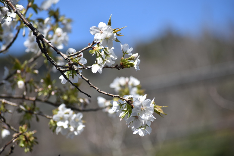 春の城崎温泉_観光地風景_桜の蕾と花