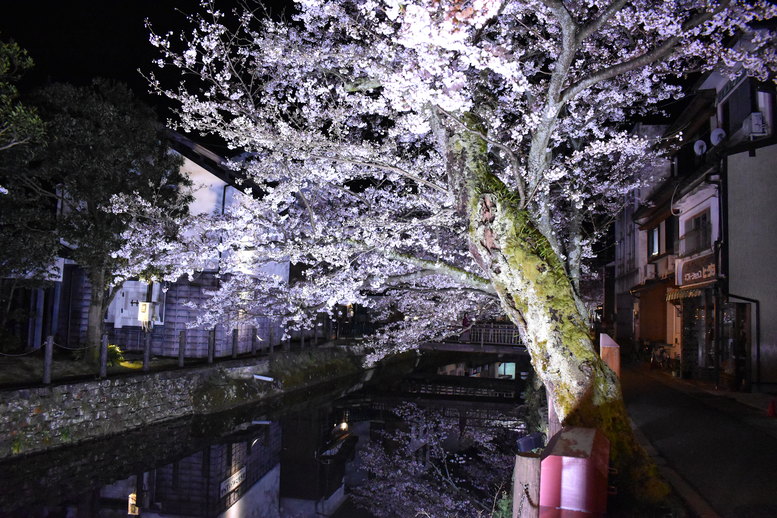 城崎温泉の風景_木屋町通りのライトアップ_夜桜_鏡写