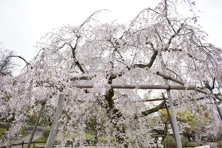 春の京都の名所観光_円山公園の桜