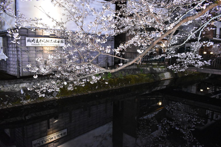 城崎温泉の風景_木屋町通りのライトアップ_夜桜_鏡写