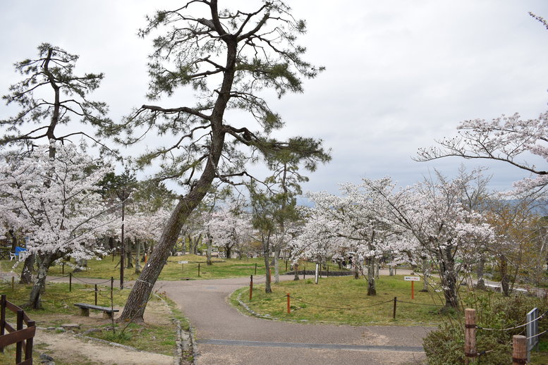 春の京都の名所観光_円山公園の桜