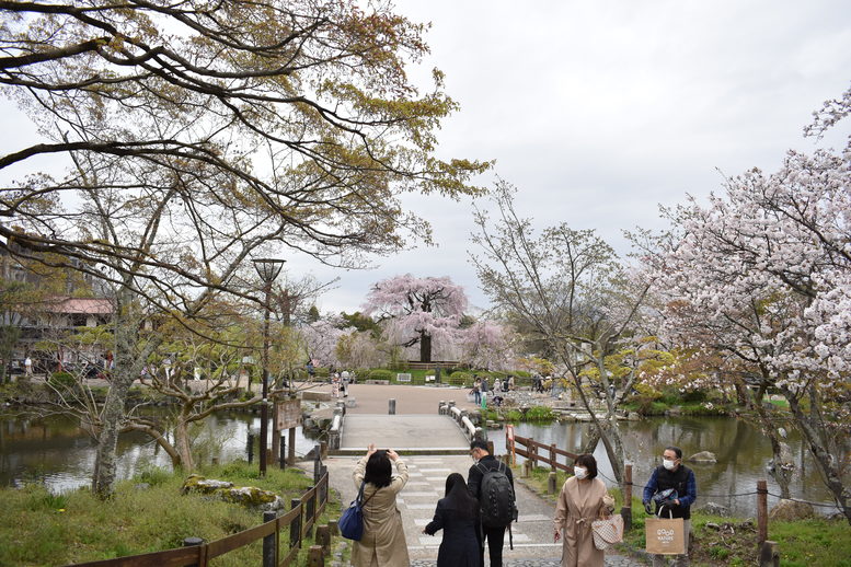 春の京都の名所観光_円山公園の桜_祇園の夜桜