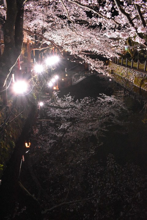 城崎温泉の風景_木屋町通りのライトアップ_夜桜_鏡写