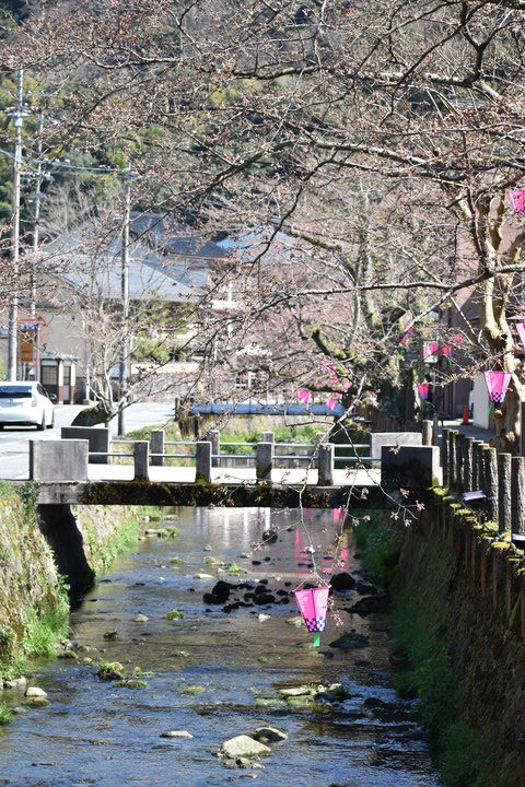 春の城崎温泉_観光地風景_桜の蕾と灯籠