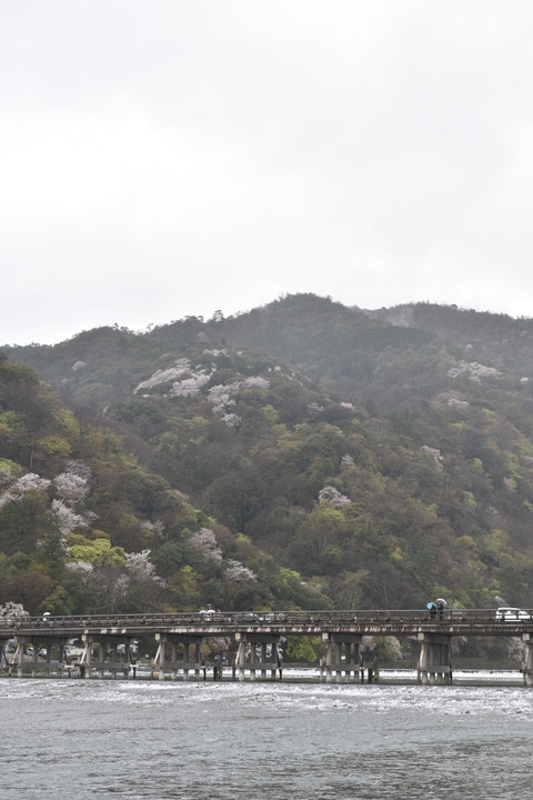 春の京都の見どころ_嵐山の桜_渡月橋