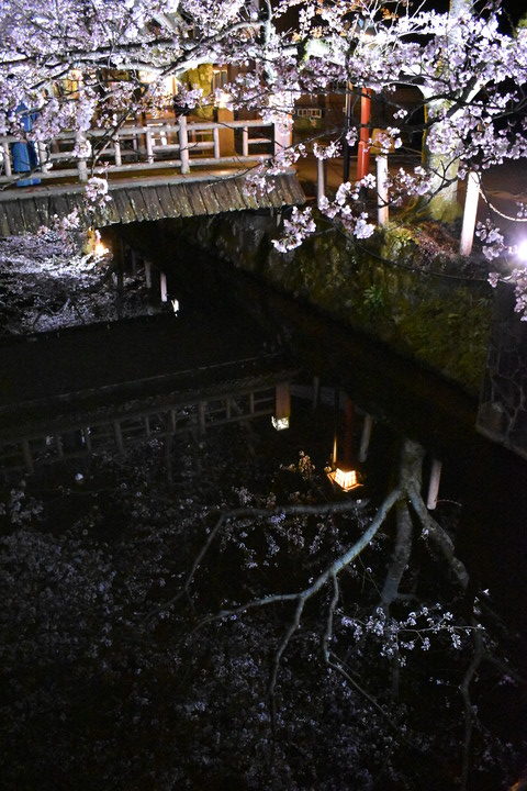 城崎温泉の風景_木屋町通りのライトアップ_夜桜_鏡写