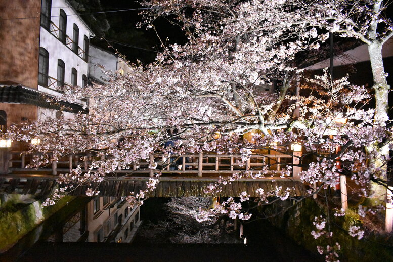 城崎温泉の風景_木屋町通りのライトアップ_夜桜