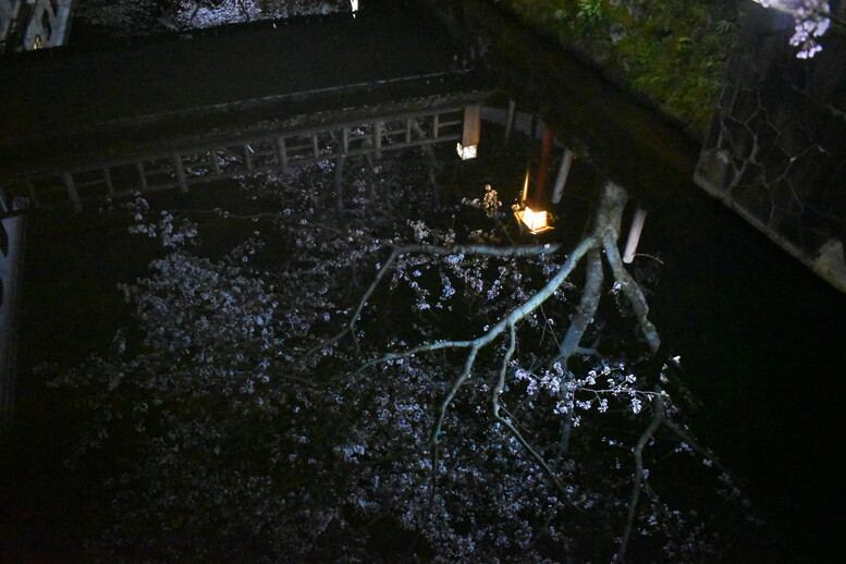 城崎温泉の風景_木屋町通りのライトアップ_夜桜_鏡写