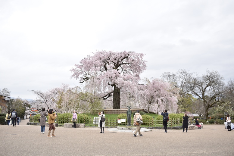 春の京都の名所観光_円山公園の桜_祇園の夜桜