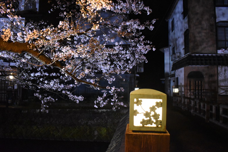 城崎温泉の風景_木屋町通りのライトアップ_夜桜