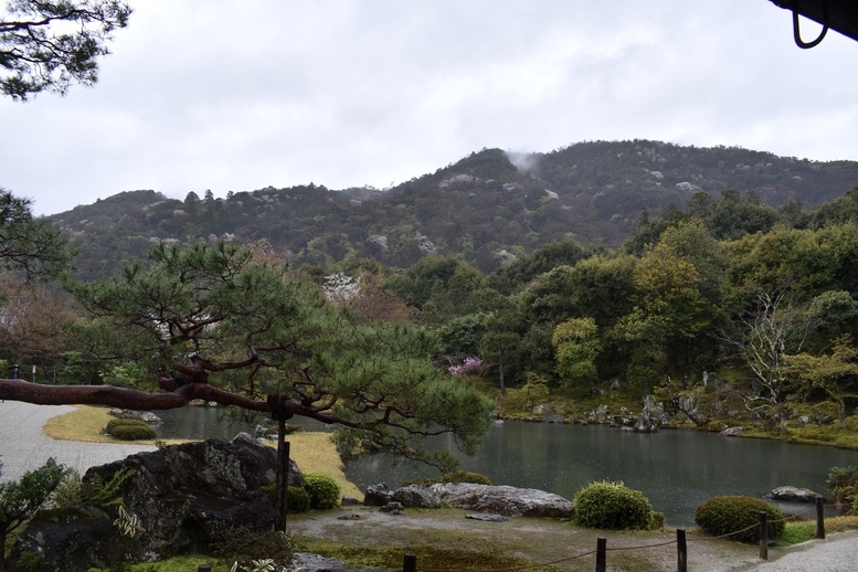 春の京都の見どころ_嵐山の名所_天龍寺の桜_曹源池庭園