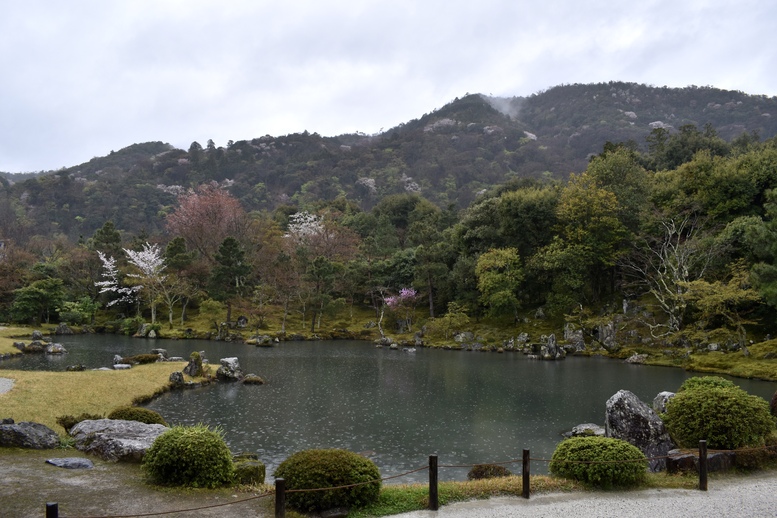 春の京都の見どころ_嵐山の名所_天龍寺の桜_曹源池庭園