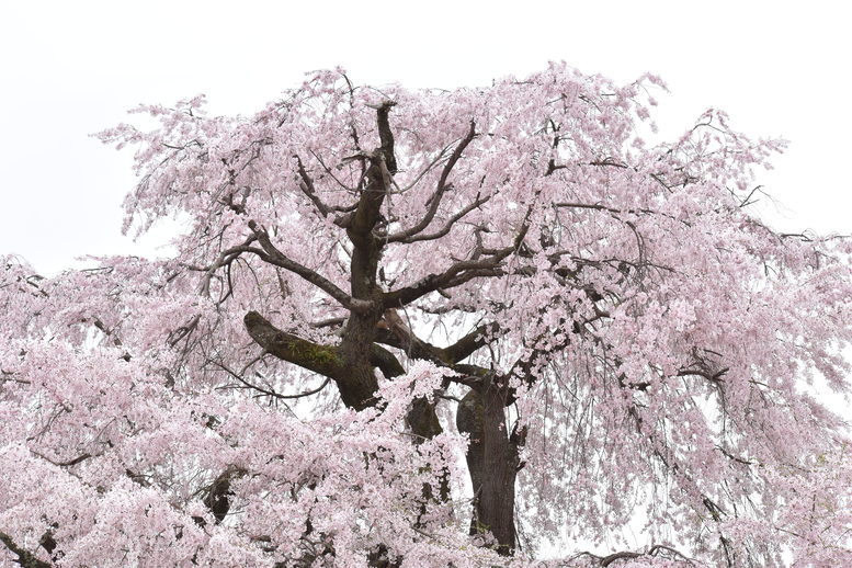 春の京都の名所観光_円山公園の桜_祇園の夜桜