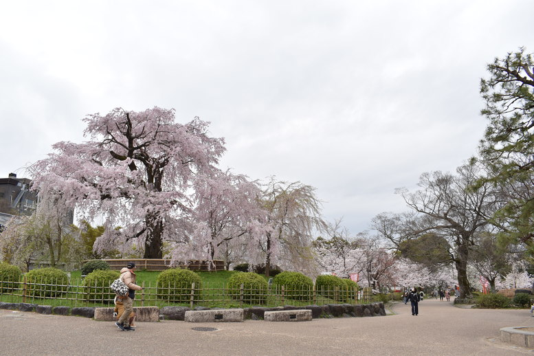 春の京都の名所観光_円山公園の桜_祇園の夜桜