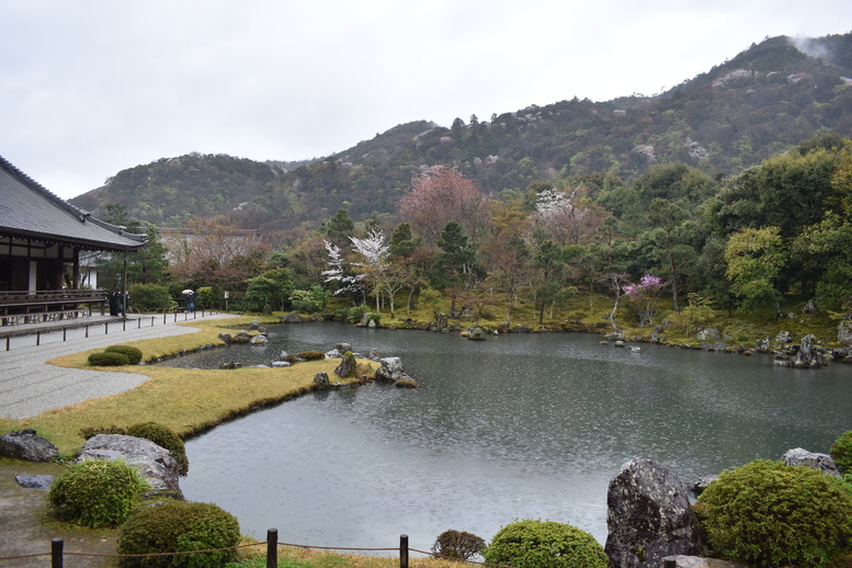 春の京都の見どころ_嵐山の名所_天龍寺の桜_曹源池庭園