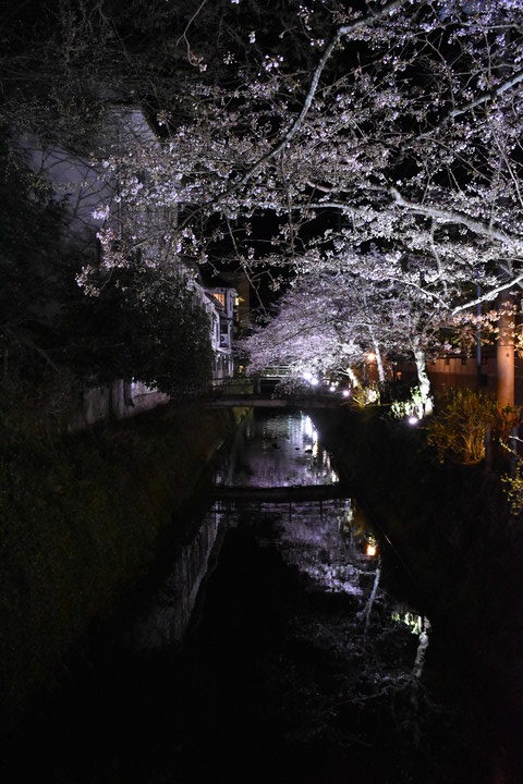 城崎温泉の風景_木屋町通りのライトアップ_夜桜