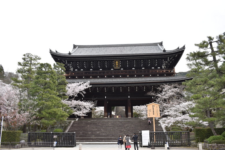 春の京都の名所観光_知恩院の桜