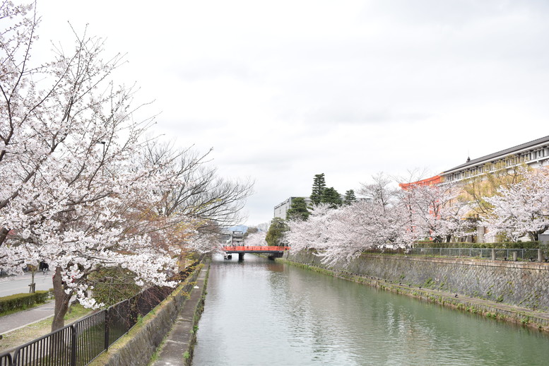 春の京都の名所観光_平安神宮神苑の桜_岡崎疏水