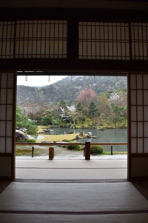 春の京都の見どころ_嵐山の名所_天龍寺の桜_曹源池庭園