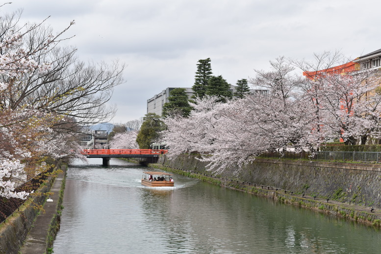 春の京都の名所観光_平安神宮神苑の桜_岡崎疏水