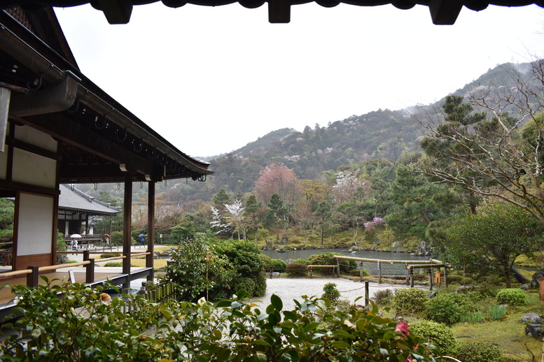 春の京都の見どころ_嵐山の名所_天龍寺の桜_曹源池庭園