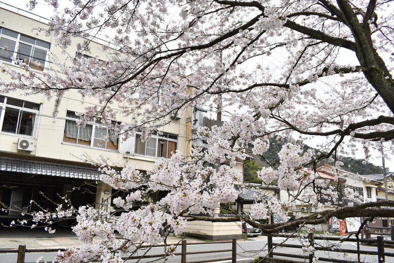 城崎温泉の風景_春の桜並木