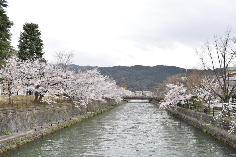 春の京都の名所観光_平安神宮神苑の桜_岡崎疏水