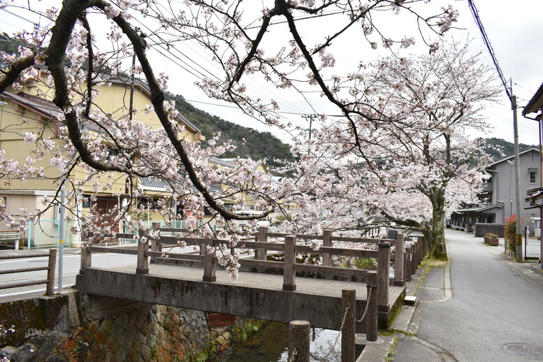 城崎温泉の風景_春の桜並木
