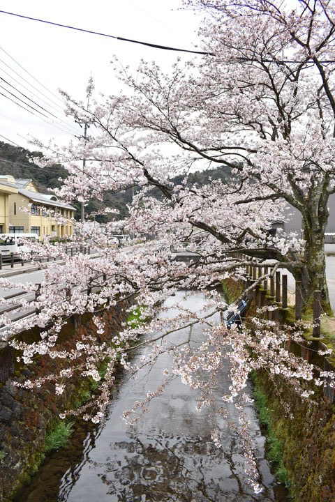 城崎温泉の風景_春の桜並木