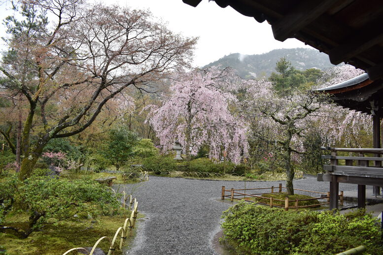 春の京都の見どころ_嵐山の名所_天龍寺の桜_百花苑