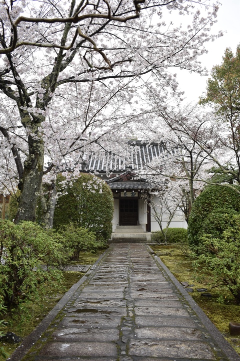 春の京都の見どころ_嵐山の名所_天龍寺の桜_茶室