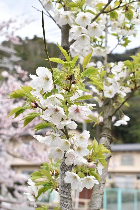 城崎温泉の風景_春の桜並木