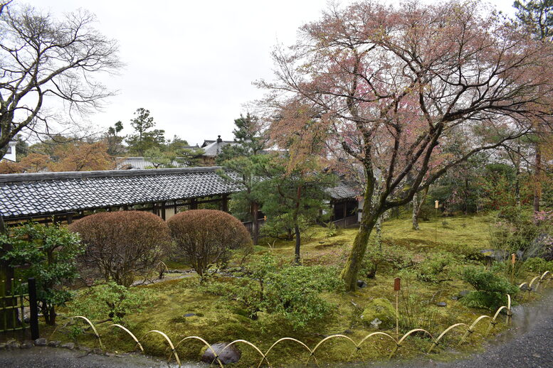 春の京都の見どころ_嵐山の名所_天龍寺の桜_百花苑