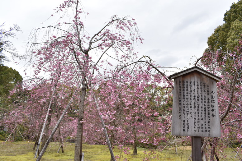 春の京都の名所観光_平安神宮神苑_南神苑の八重紅枝垂れ桜