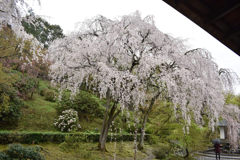 春の京都の見どころ_嵐山の名所_天龍寺の桜_百花苑