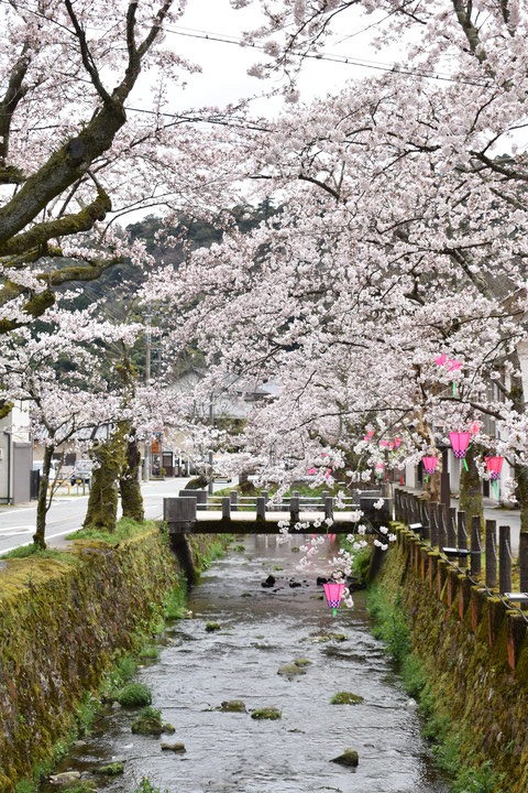 城崎温泉の風景_春の桜並木